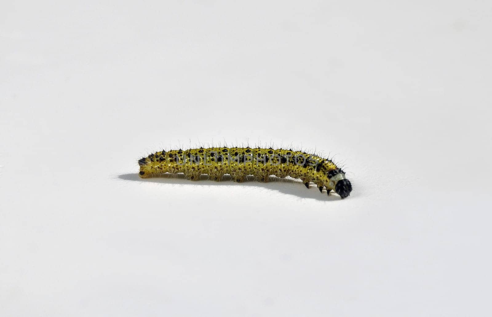Cabbage white caterpillar on a light background