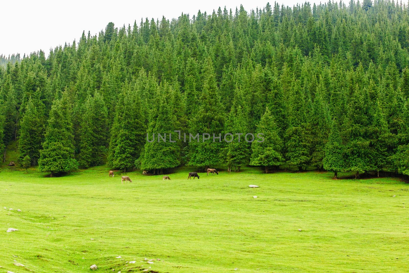 few free-range grass-fed cows are grazing near spruce forest at the mountain hills at rainy summer day in Grigoryevskoye gorge in Kyrgyzstan