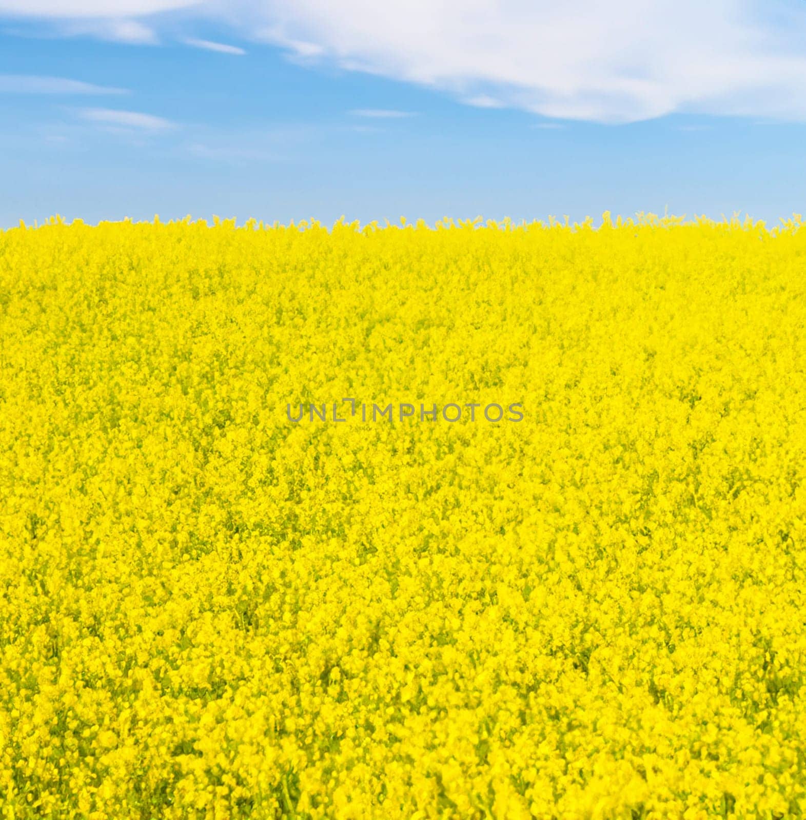 Rapeseed field against the blue sky