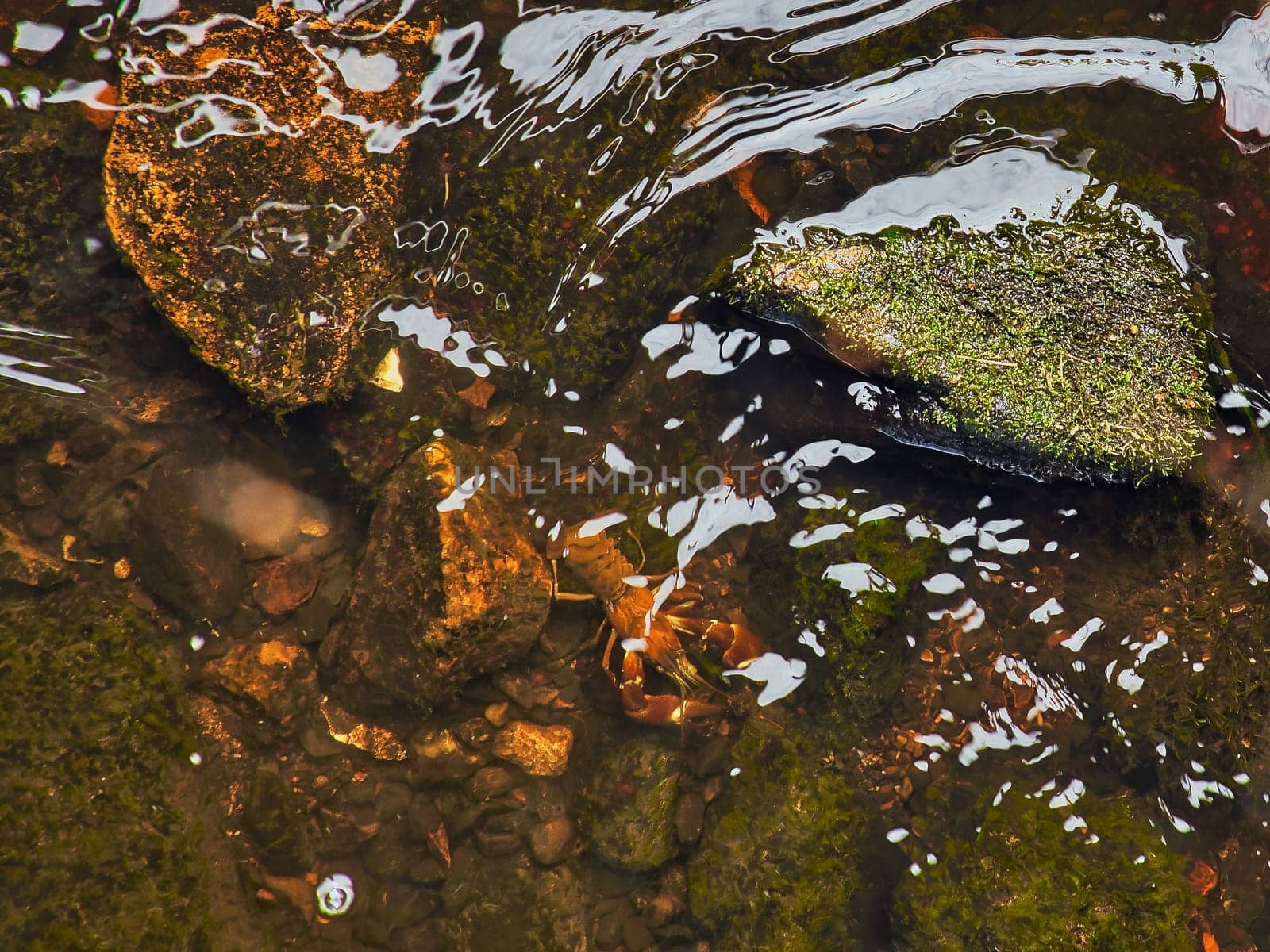 Crayfish in a stream on gravel with stones. Crayfish in nature. Delicacy to eat. Wild animal in Scandinavia