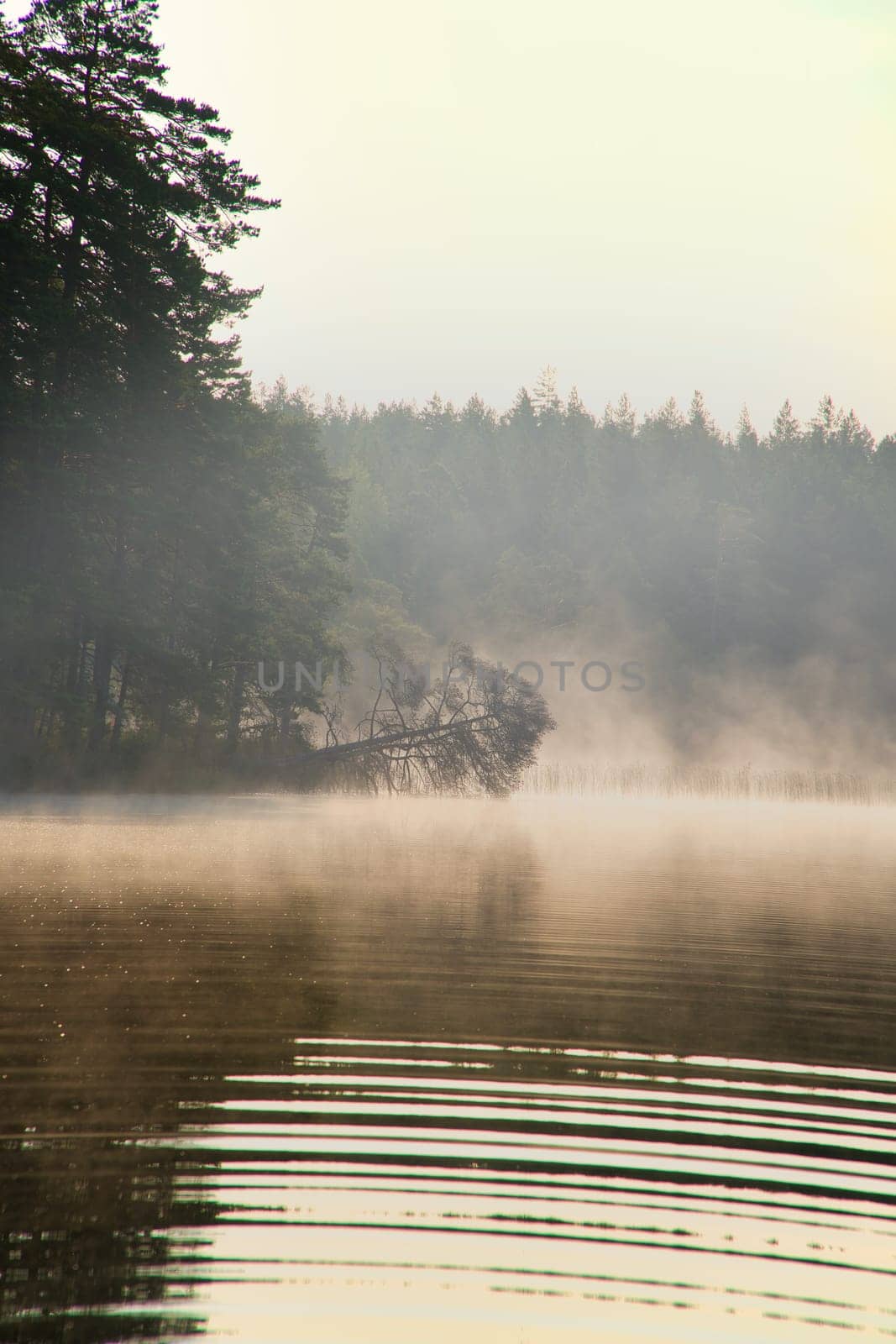 Fog damage over a lake in Sweden. Dead tree protruding into the water at dawn. Scandinavian nature