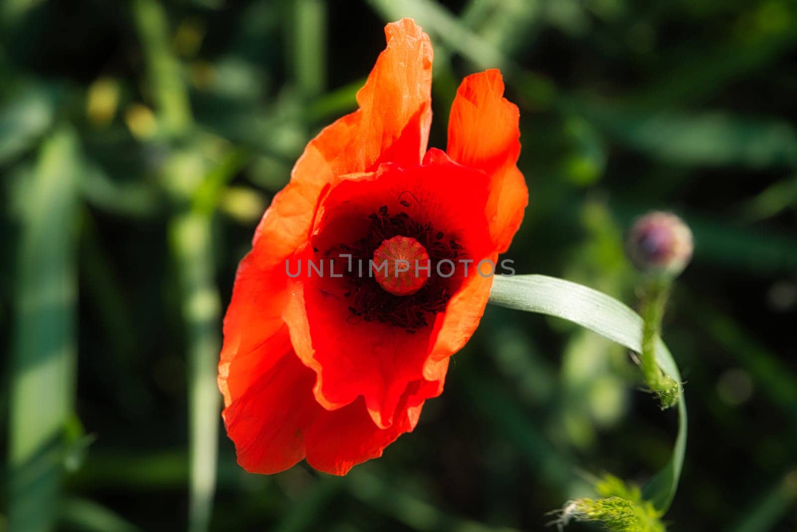 Corn poppy in a summer meadow with red petals. Wildflower from nature. Red splashes of color in green surroundings