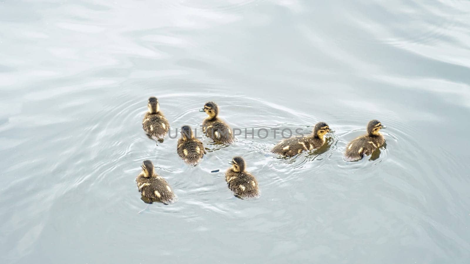 Group of mallard ducklings swimming in the water. Cute young birds with fluffy plumage. Birds from the wild. Wild animals
