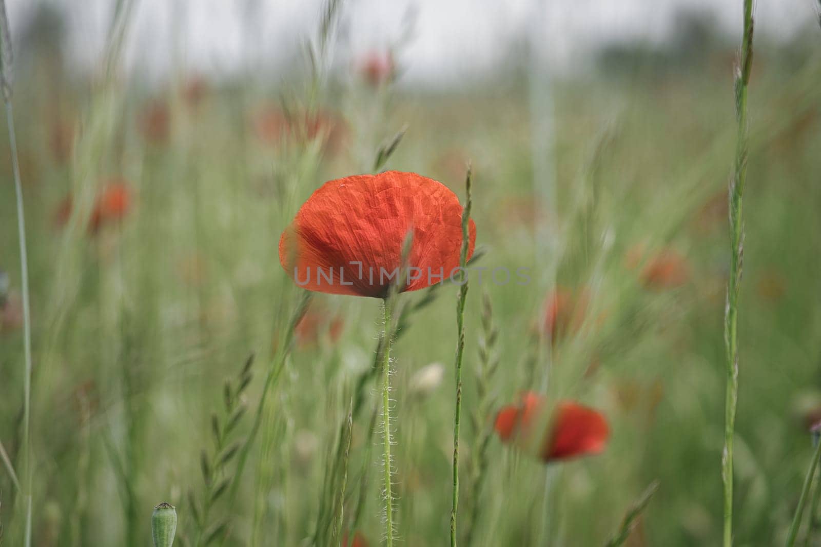Corn poppy in a summer meadow with red petals. Wildflower from nature. Red splashes of color in green surroundings