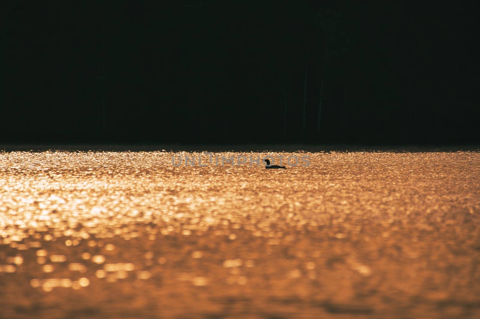 Magnificent grebe bird at dawn with glittering water on a Swedish lake. Nature photo of an animal in Scandinavia