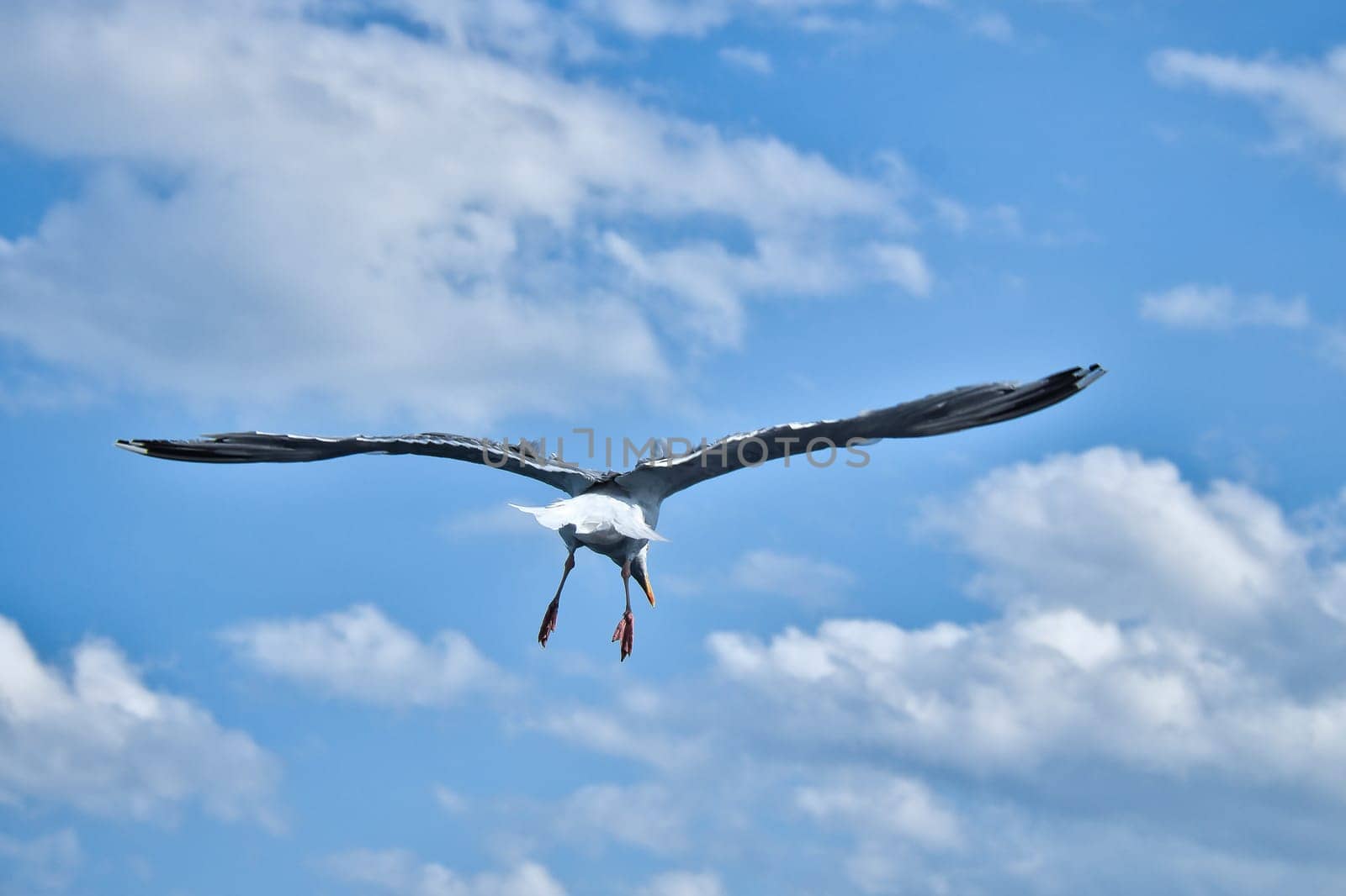 Seagull flying in the sky. White clouds in the background. Bird from the coast. Animal photo from nature of a seagull