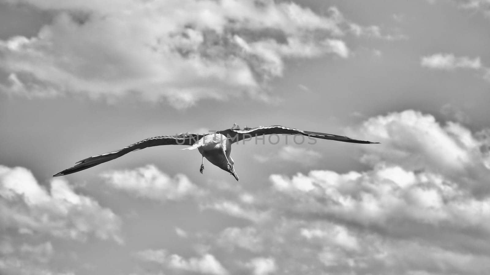 Seagull flying in the sky. White clouds in the background in black and white. Bird from the coast. Animal photo from nature of a seagull