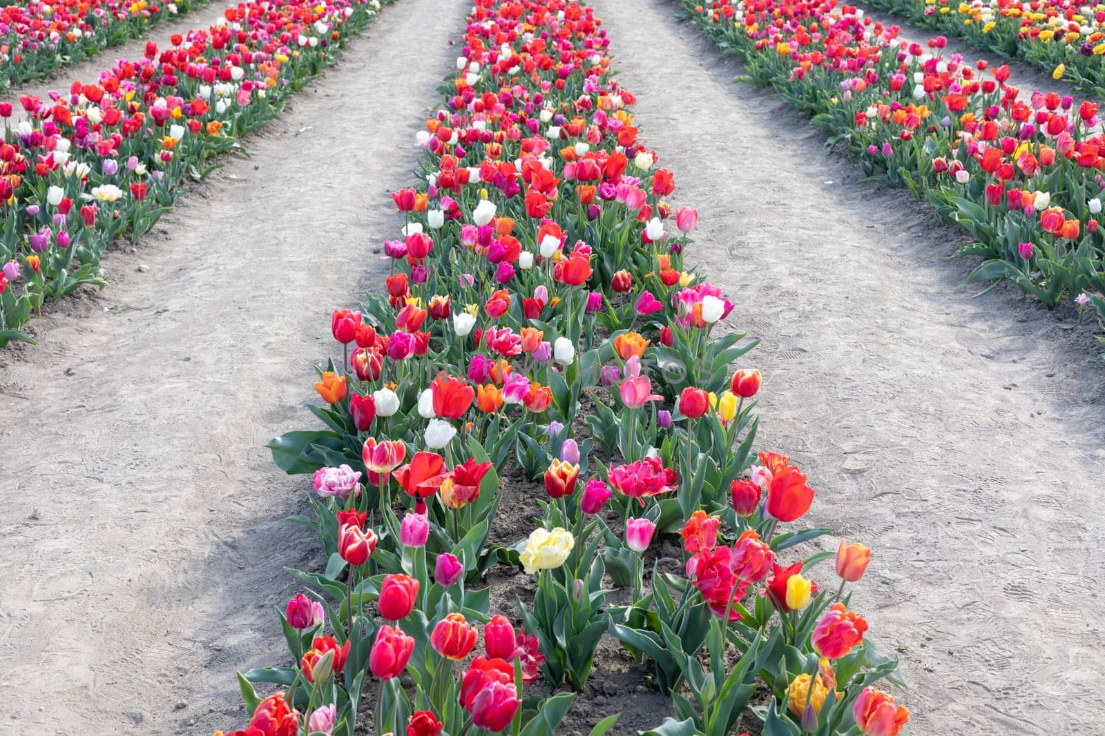 Blooming tulips field in Holland, springtime - beautiful multicolored background, sunlight