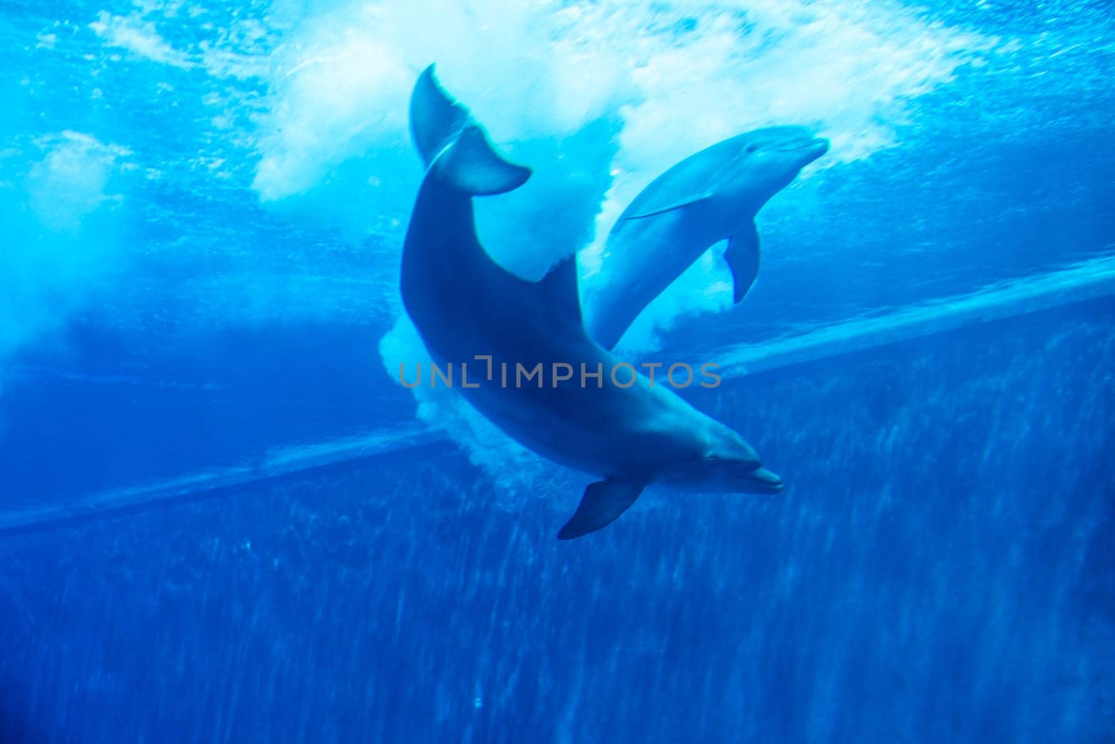 Dolphins couple swimming in aquarium. Blue light, underwater picure