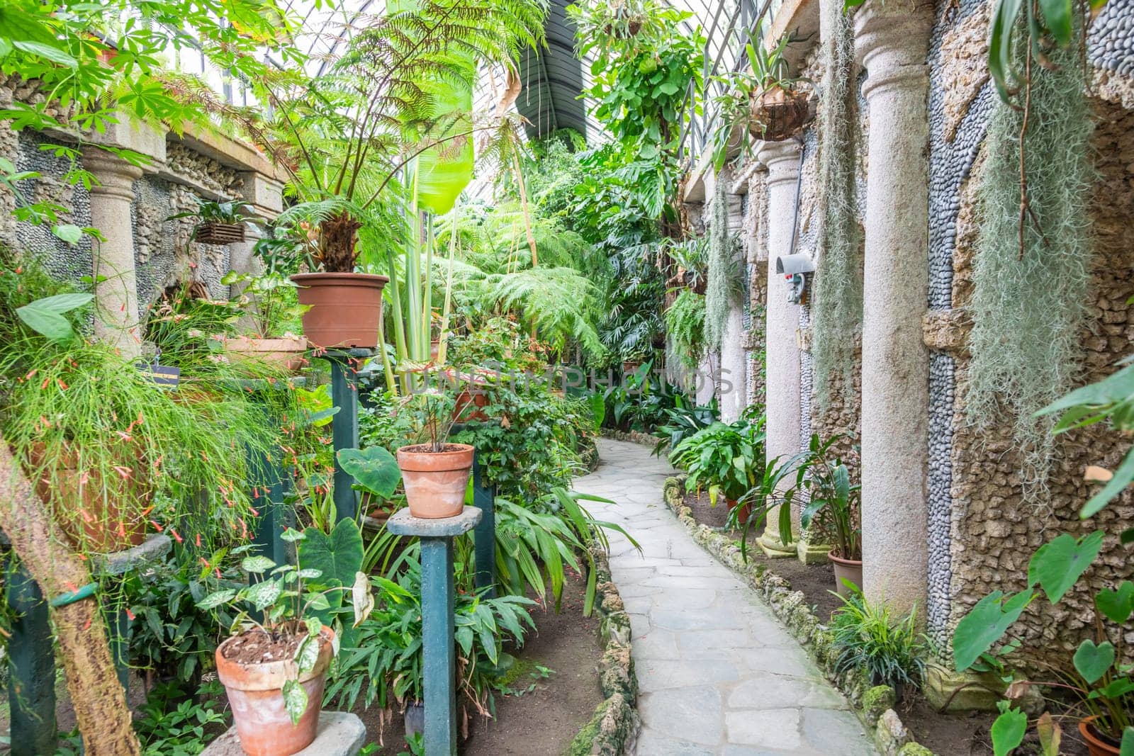 Greenhouse interior with plant and flower cultivation. Green gardening, nobody