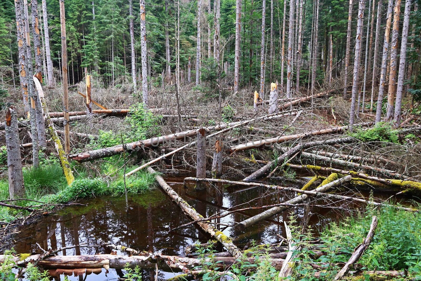 Broken dead trees in a forest in Bavaria, caused by the bark beetle