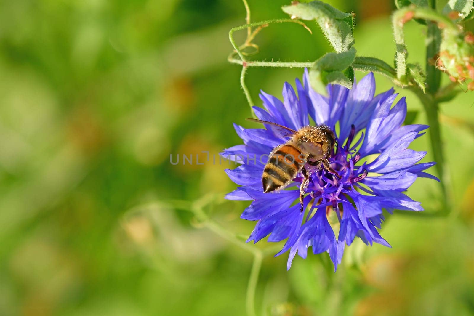 honey bee on a flower of a cornflower in summer in Germany
