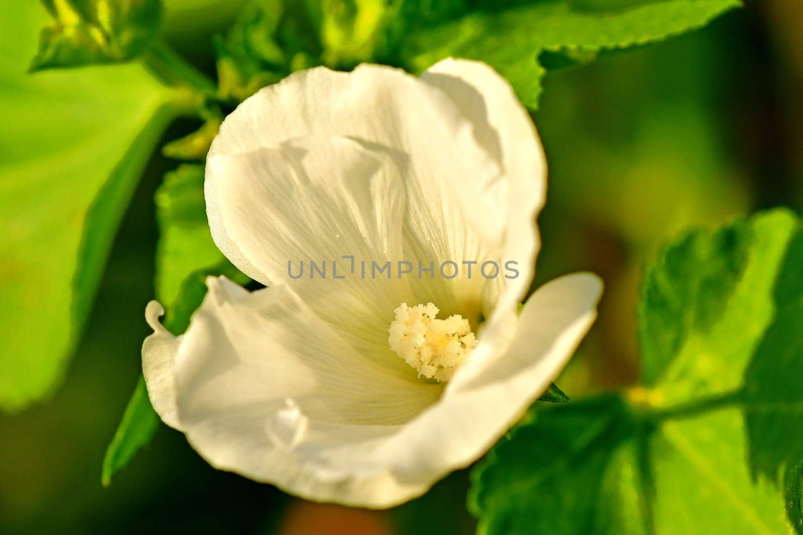 mallow, medicinal plant with white flower in a closeup