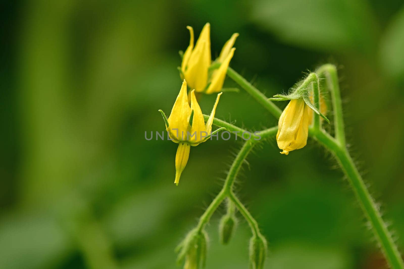 tomato plant with flowers in summer with green blurred background