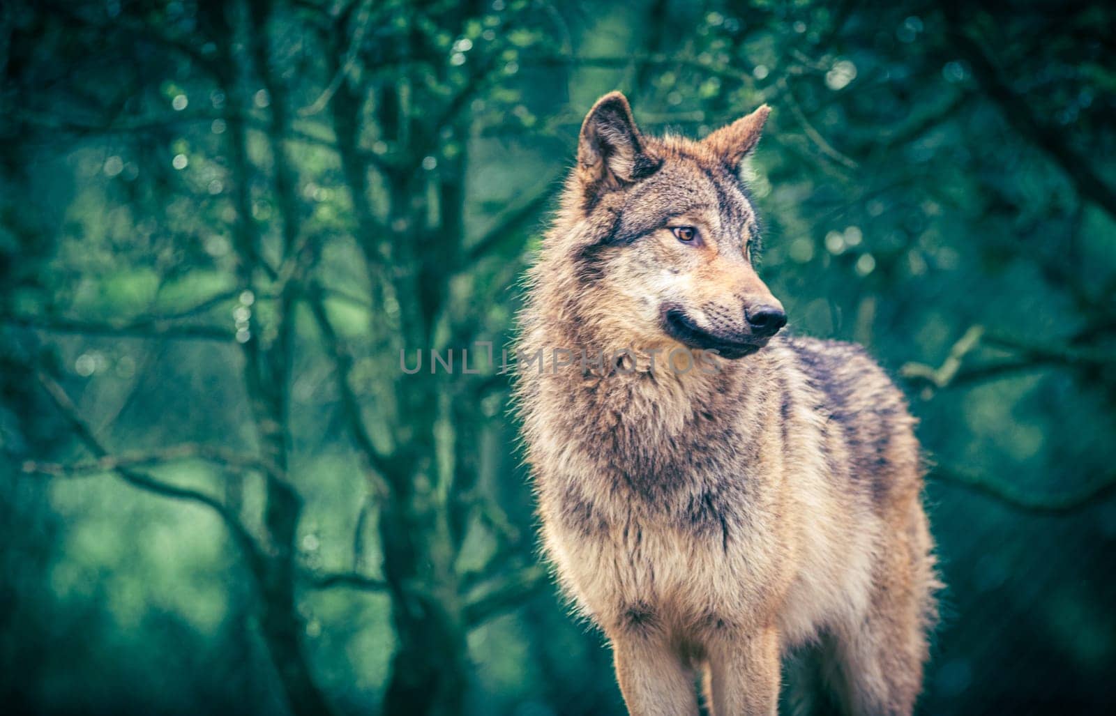 Grey wolf also known as Timber wolf in the forest