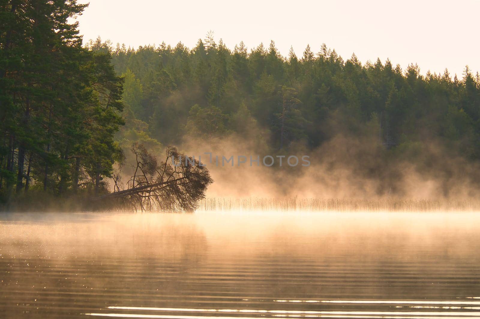 Fog damage over a lake in Sweden. Dead tree protruding into the water at dawn. Scandinavian nature