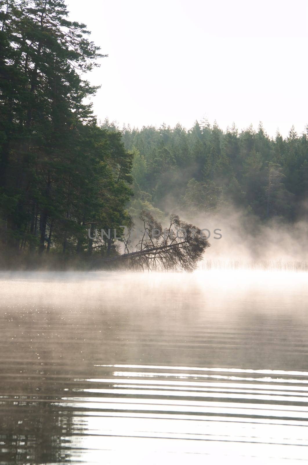 Fog damage over a lake in Sweden. Dead tree protruding into the water at dawn. Scandinavian nature