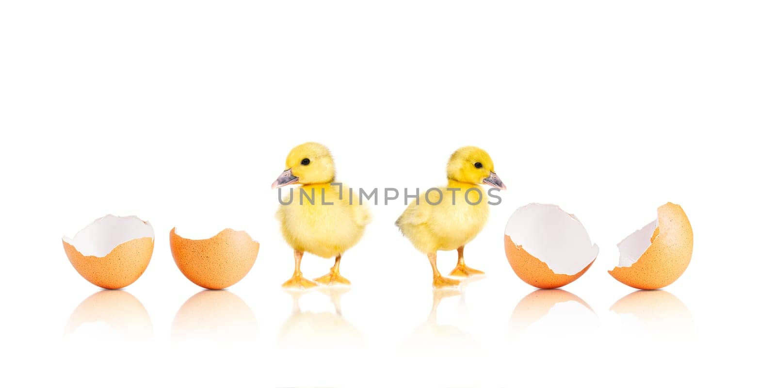 NewBorn little Cute yellow duckling with egg shell isolated on white. chick just hatched from an egg