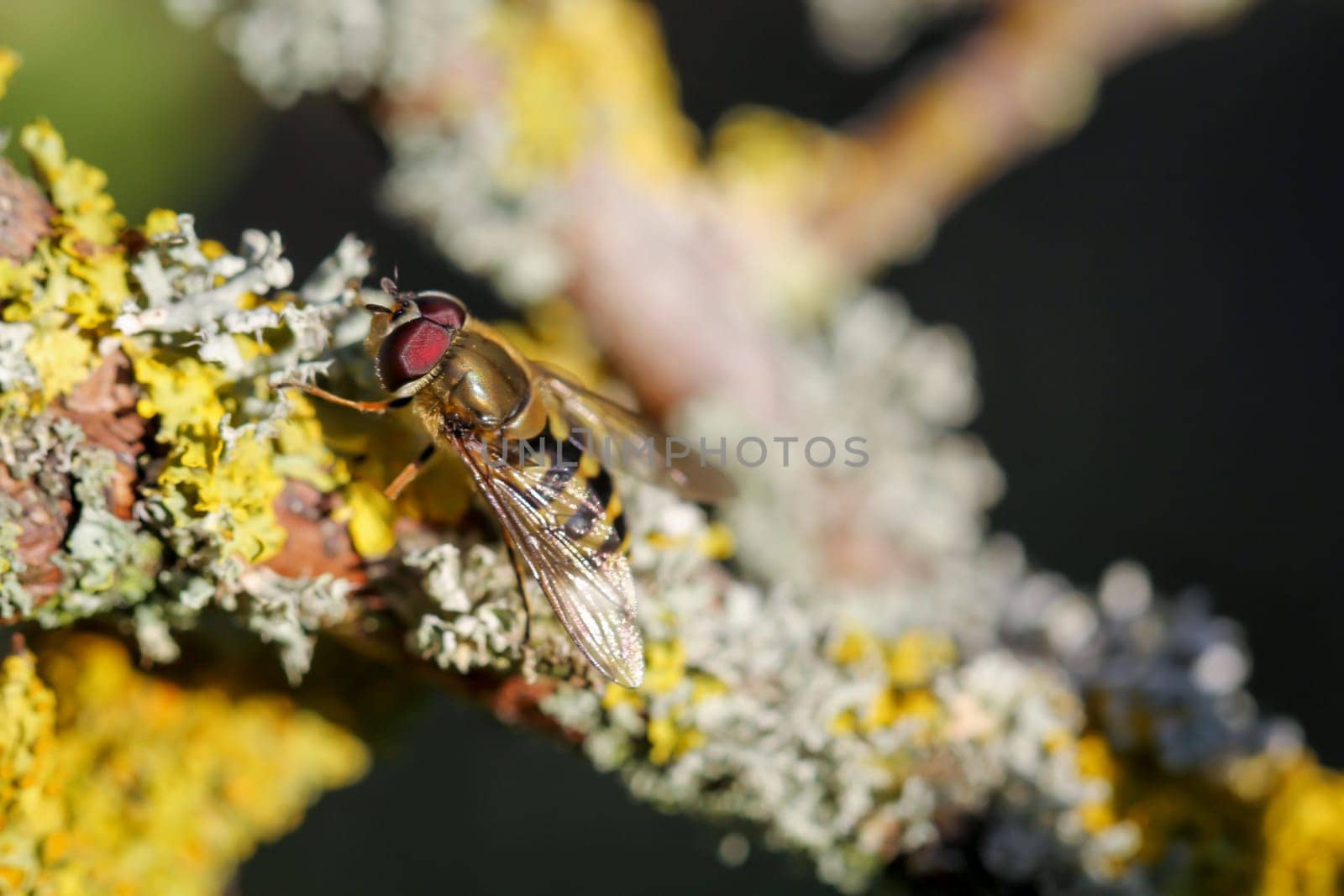 A close-up of a hoverfly on the blossoms of a tree.