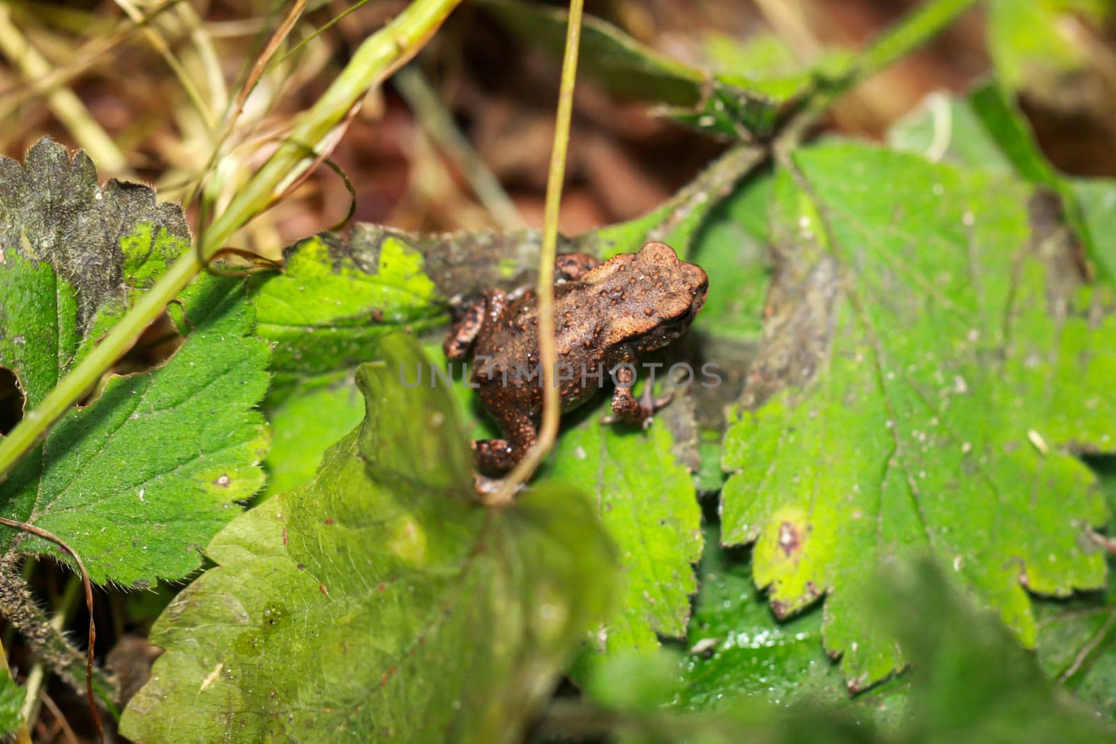 A very young common toad, a Bufo bufo, in a damp ditch.
