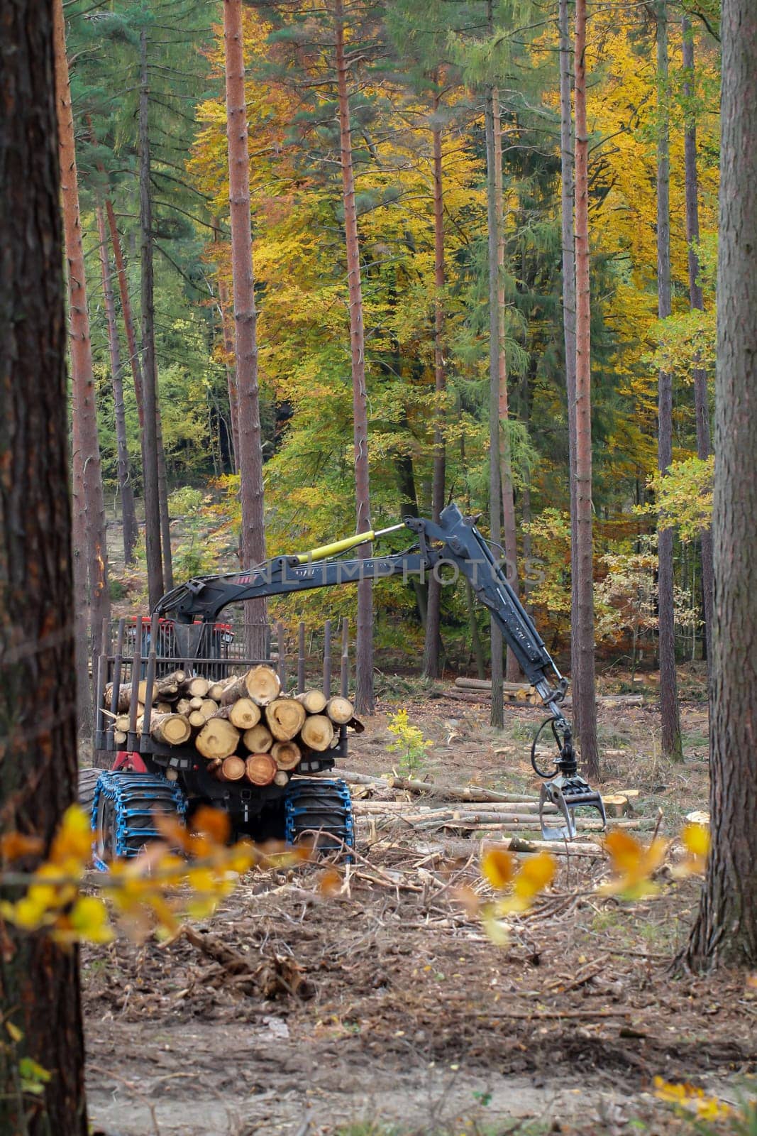 Wood is transported from a forest.
