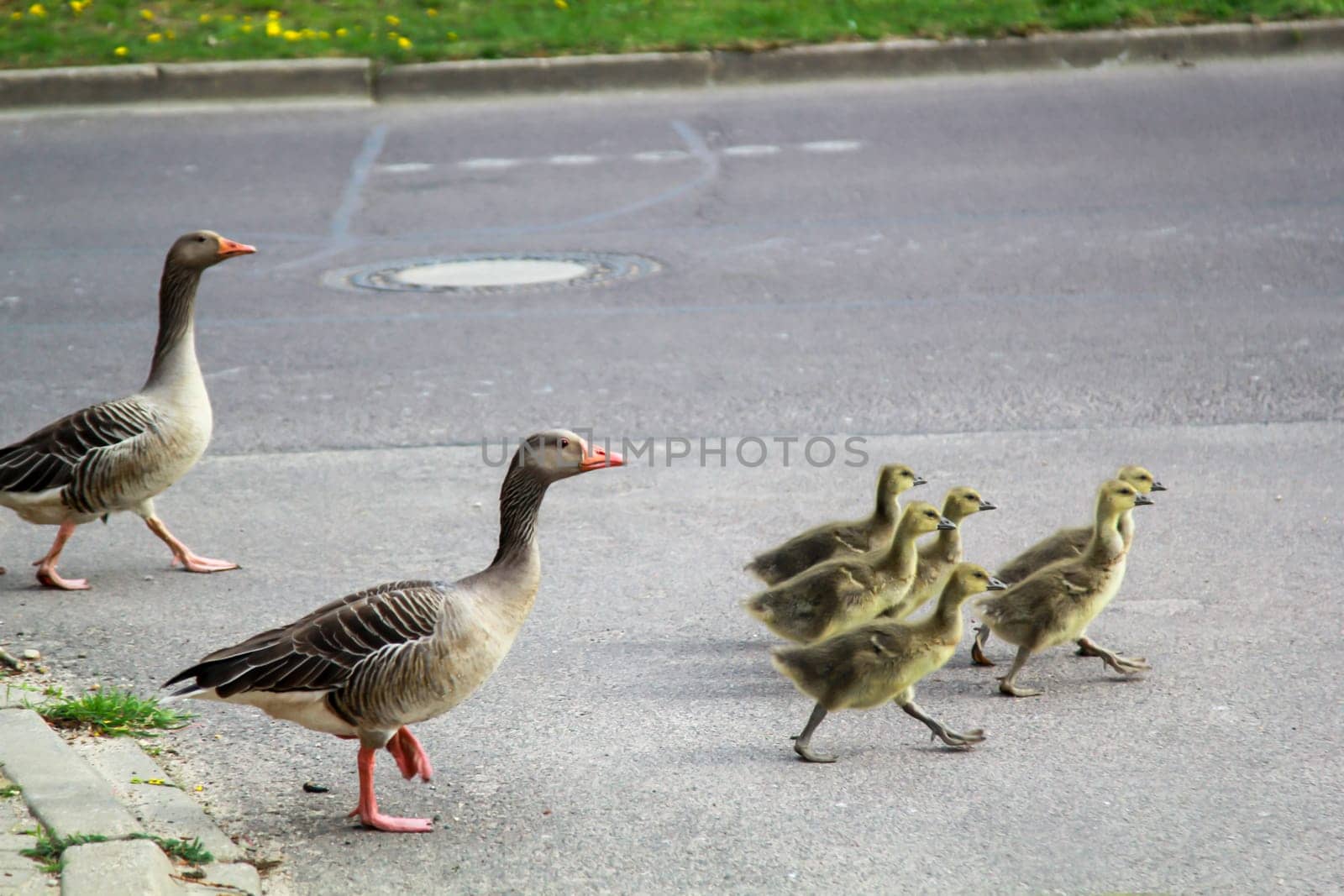 A family of greylag geese crosses a road.