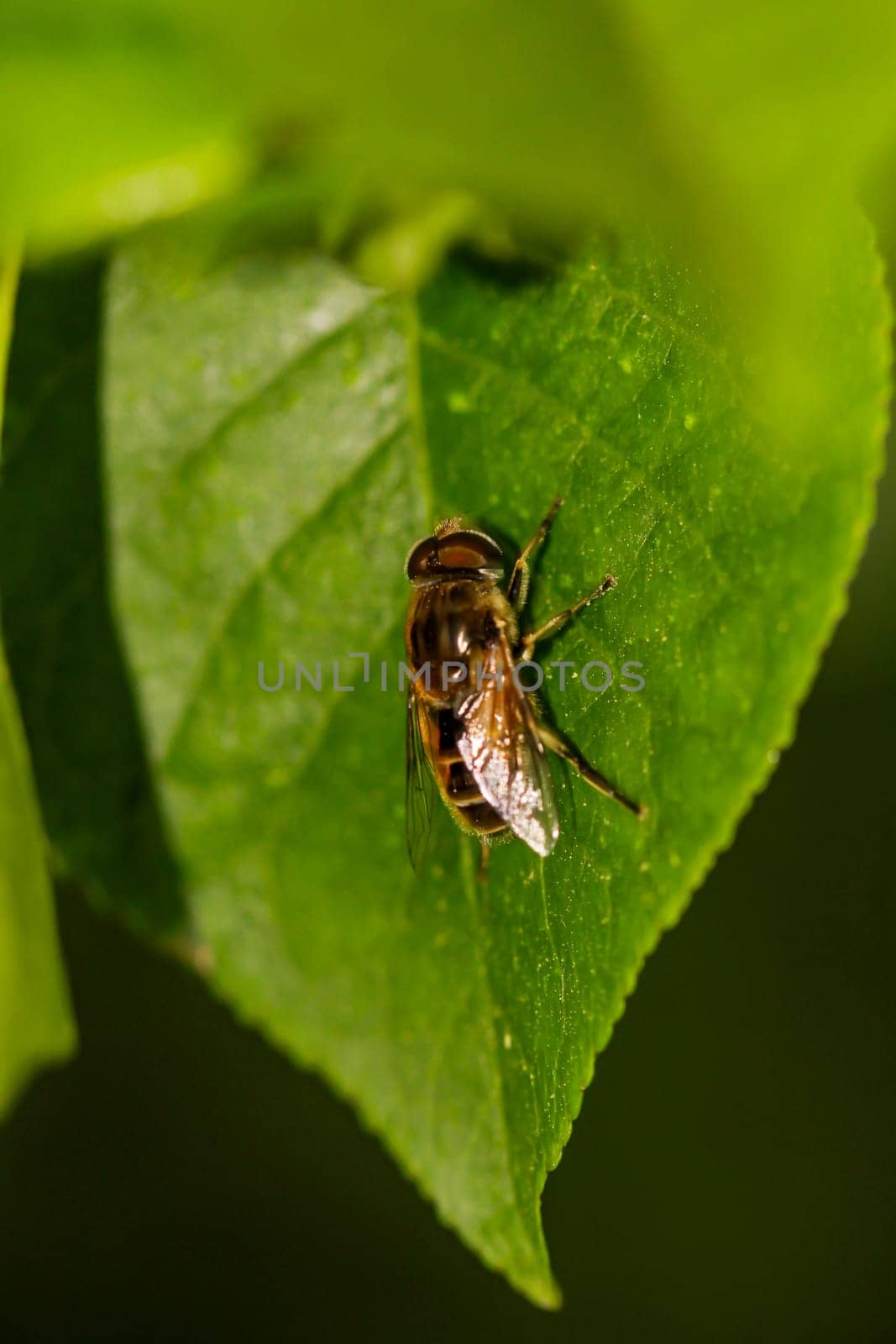 Close-up of a forest dung bee on a leaf.