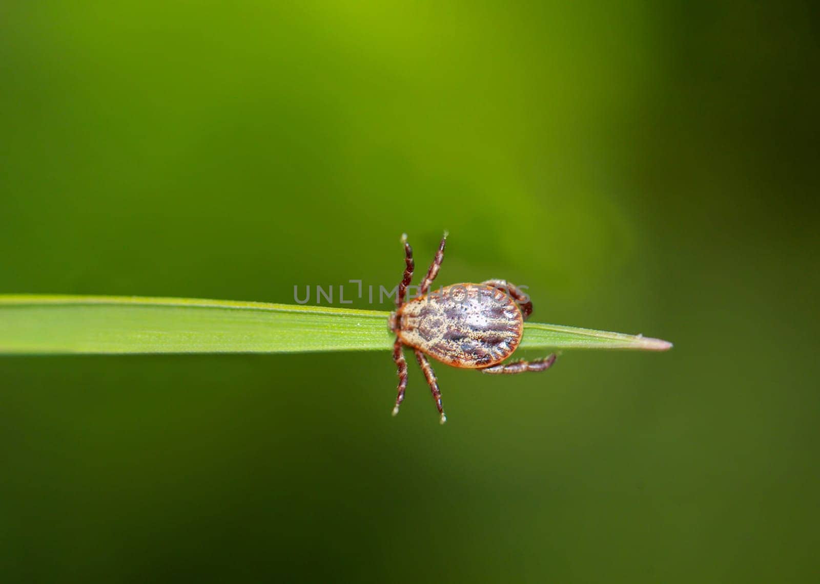 A tick, a wood tick on a piece of grass.