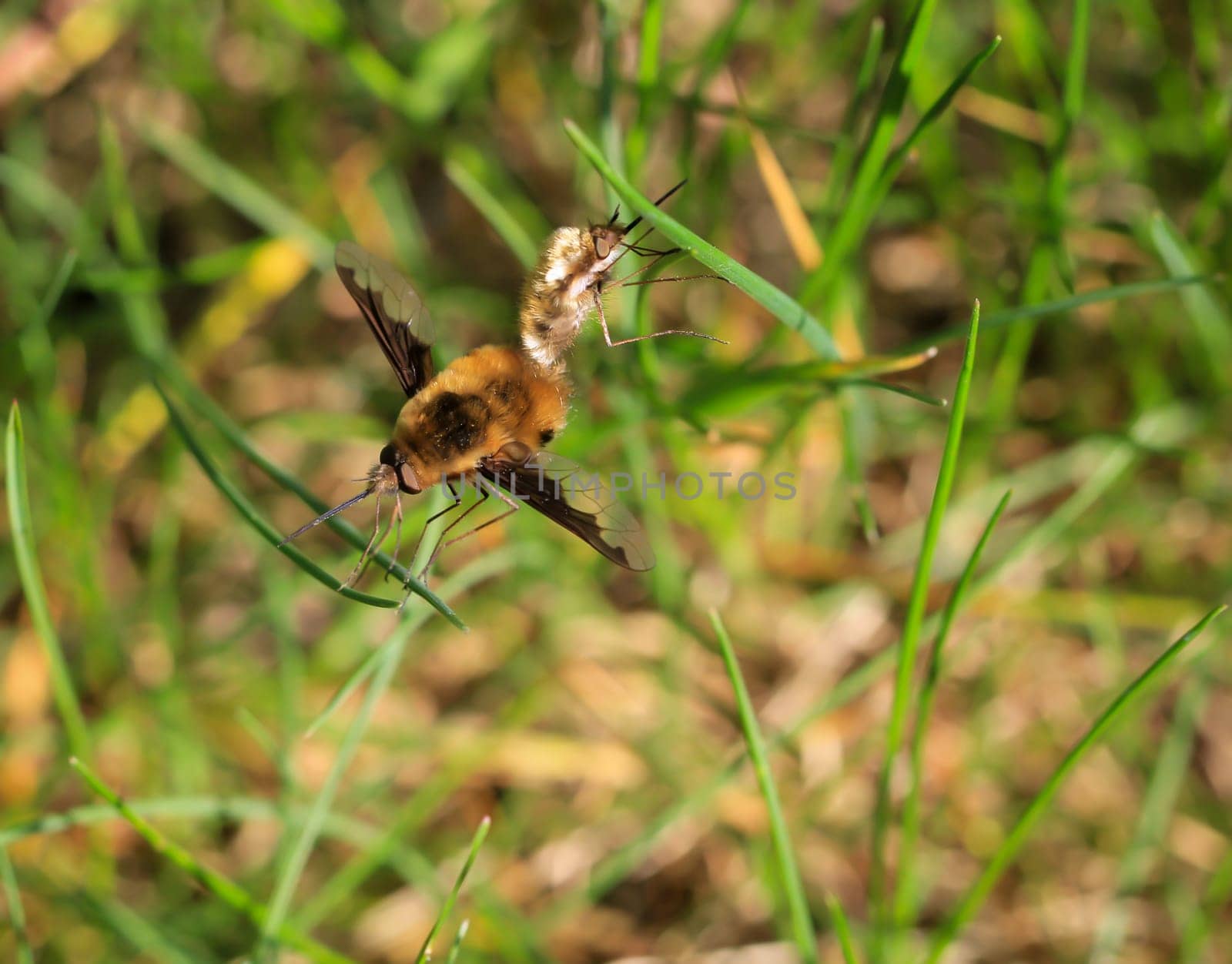 A woolly hoverfly in the grass.