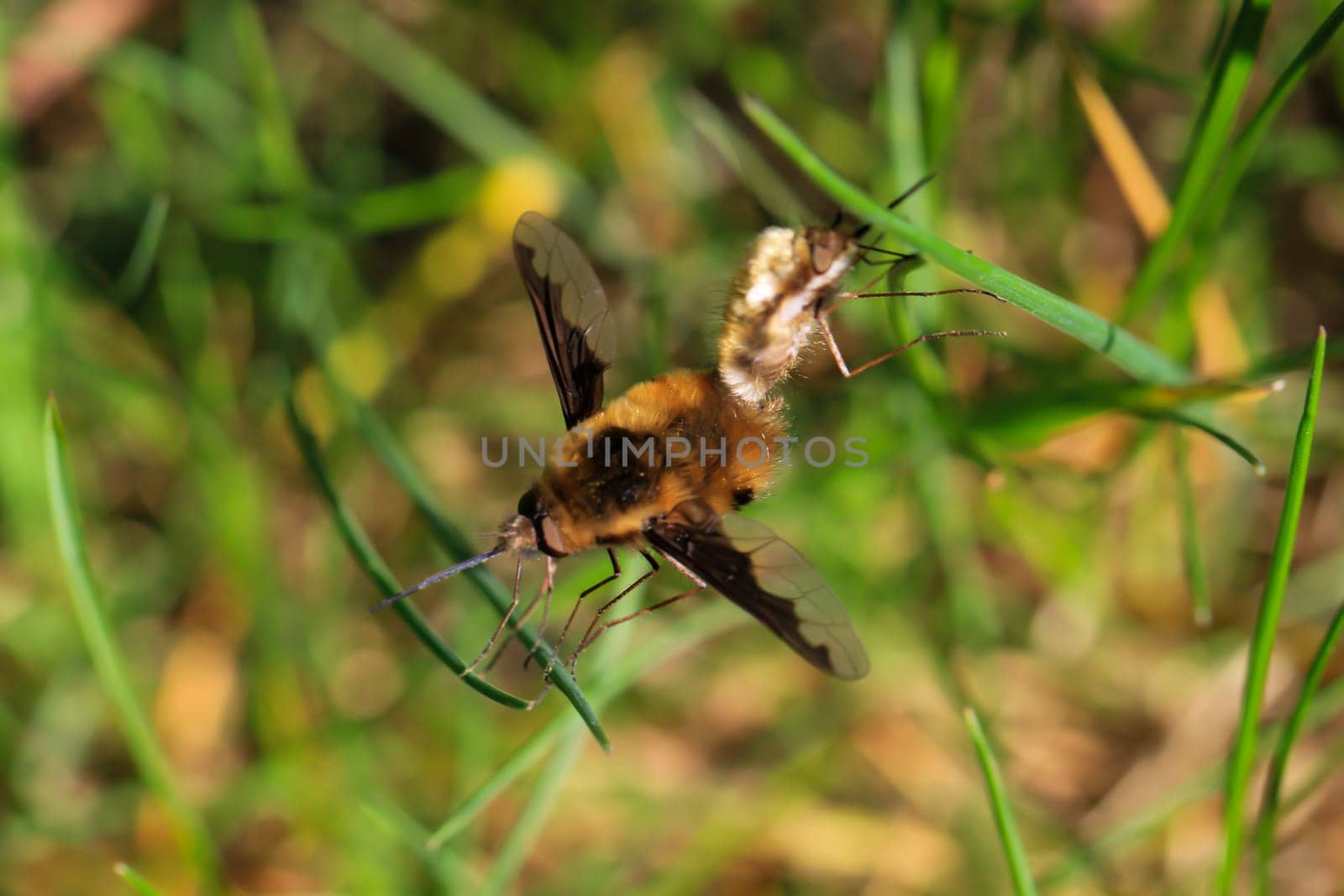 A woolly hoverfly in the grass.