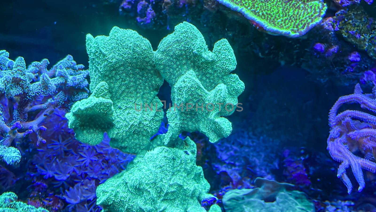 Corals and anemones, crustose anemones in a marine aquarium.