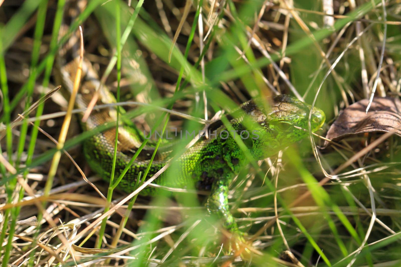 Close-up of a sand lizard in the wild. Males are green, females are brown.