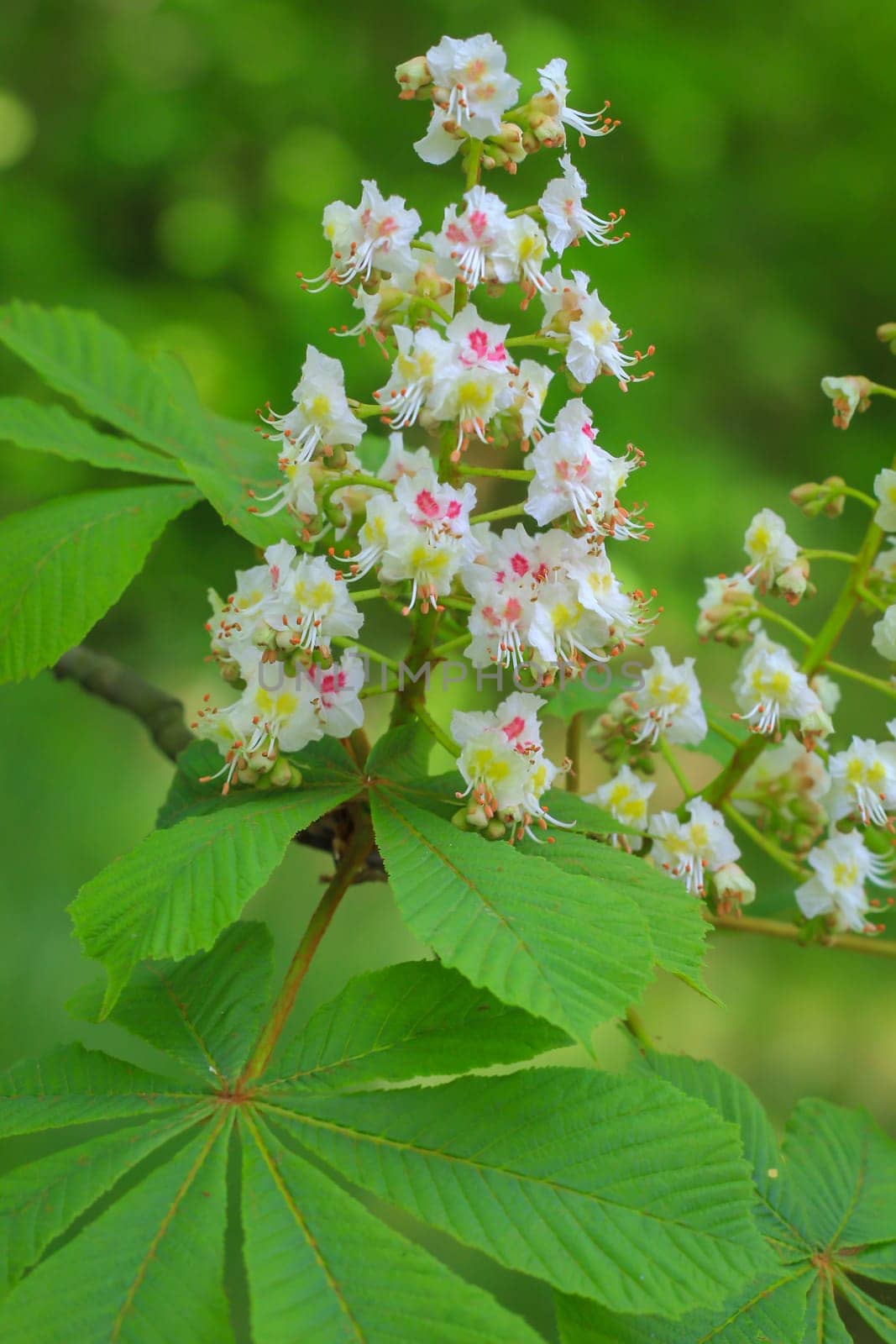 The blossoms of a chestnut tree.