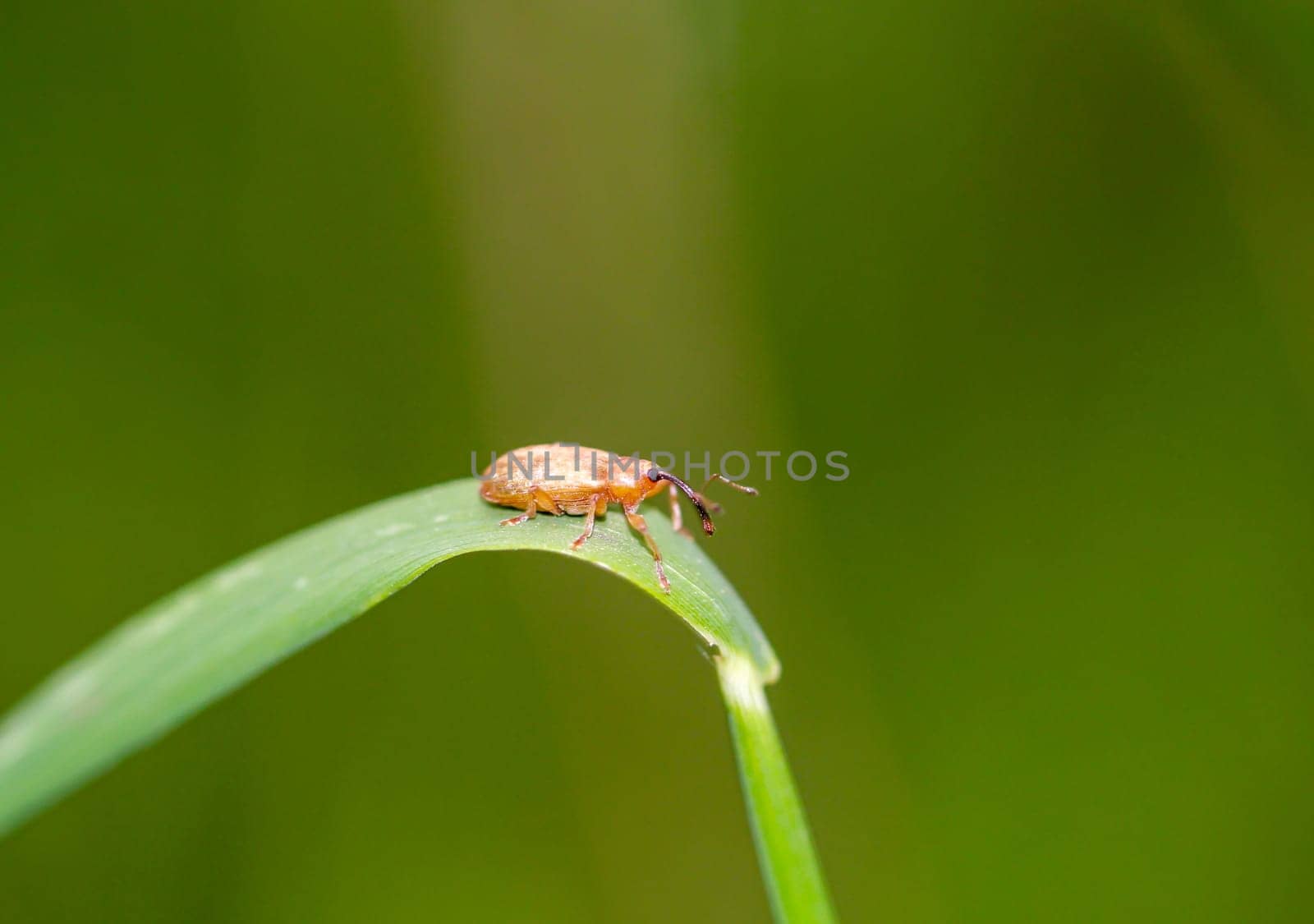A close-up of a small weevil on the leaf of a shrub.