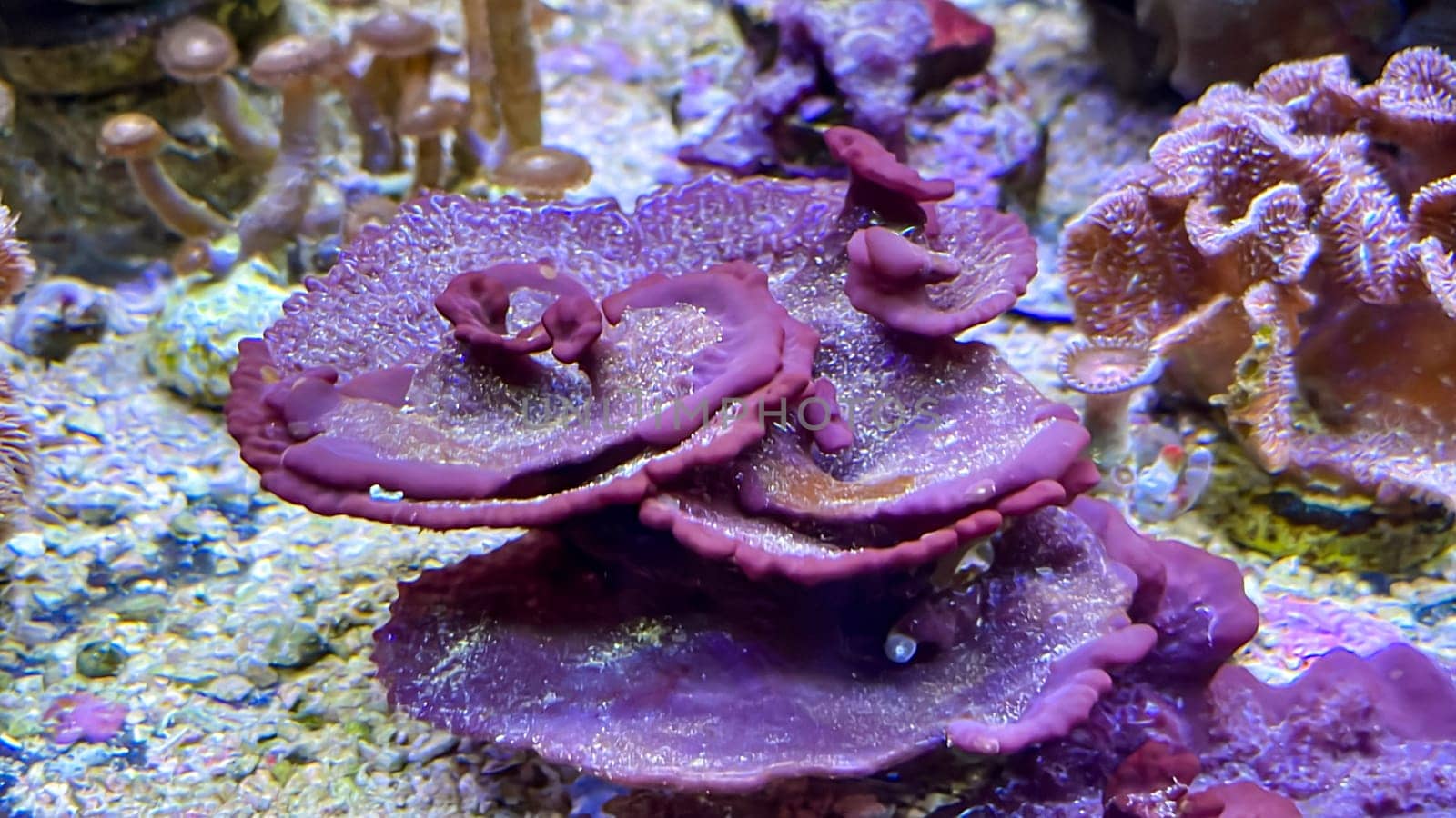 Corals and anemones, crustose anemones in a marine aquarium.