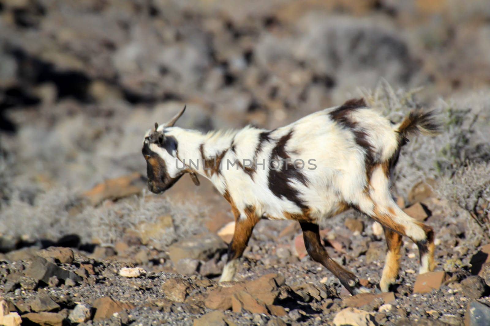 A goat on a steep slope.