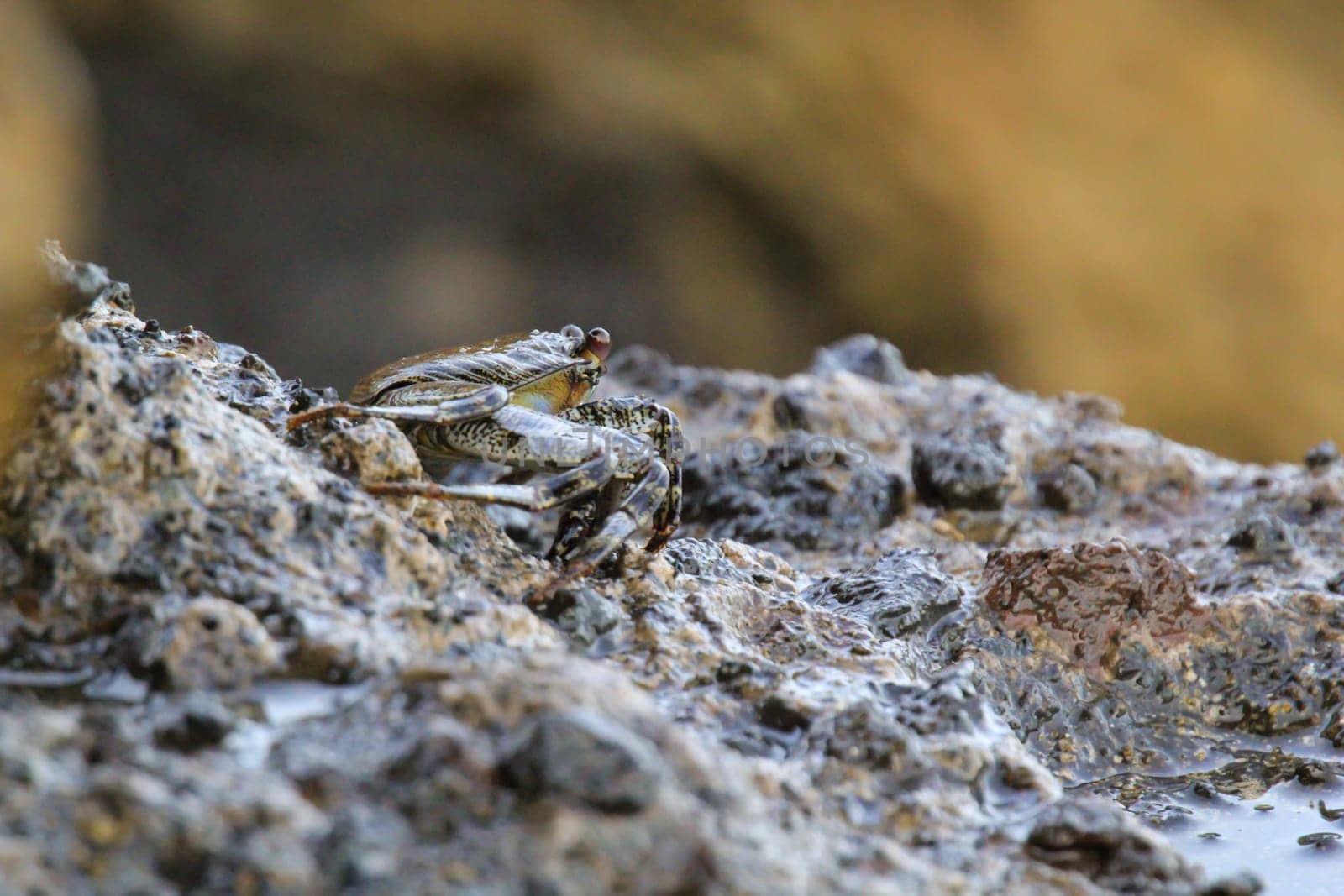 A green-brownish crab on a rock by the sea.