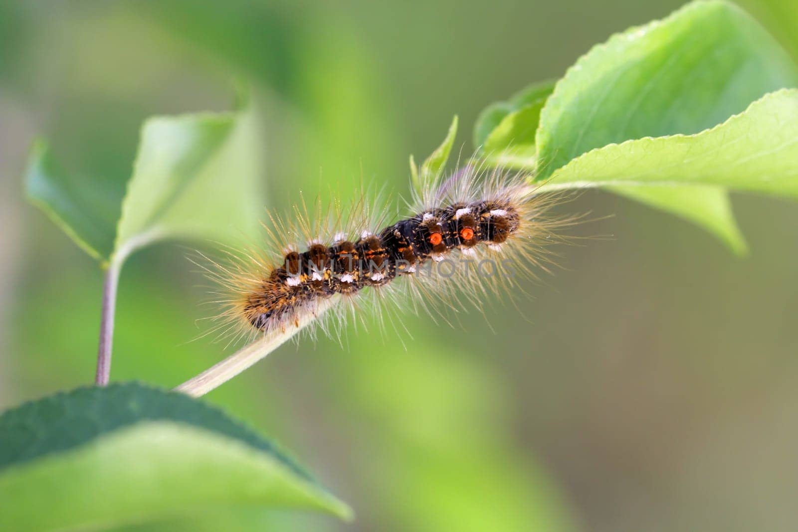 The caterpillar of a Goldafters on a plant. A butterfly caterpillar with many hairs.