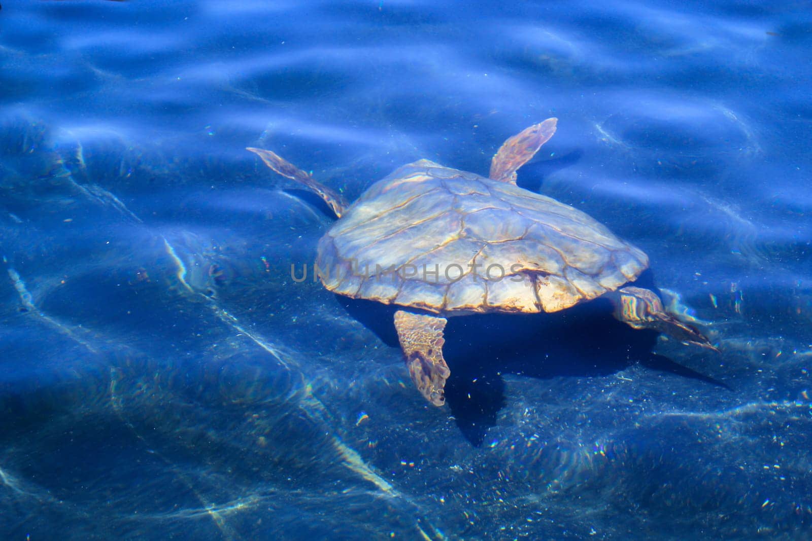 Portrait of a sea turtle. Unfortunately still endangered animals.