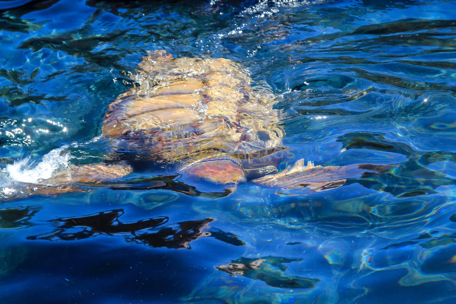 Portrait of a sea turtle. Unfortunately still endangered animals.
