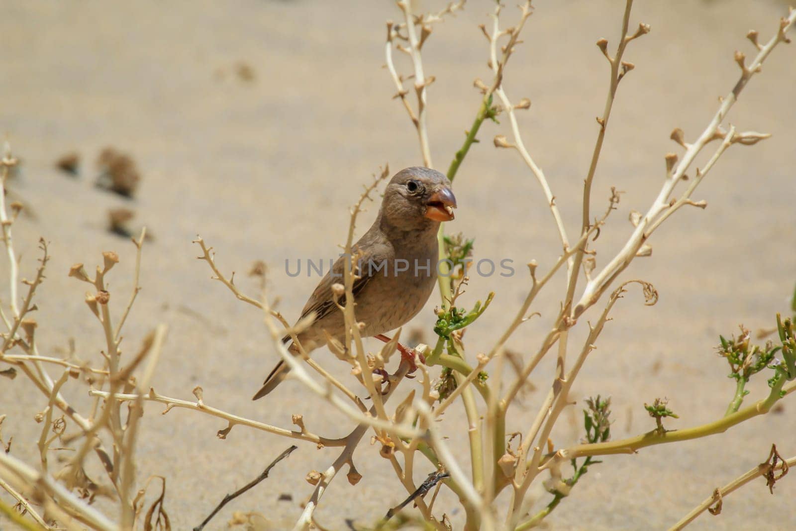 A desert bullfinch or desert trumpeter, Bucanetes githagineus in search of food.