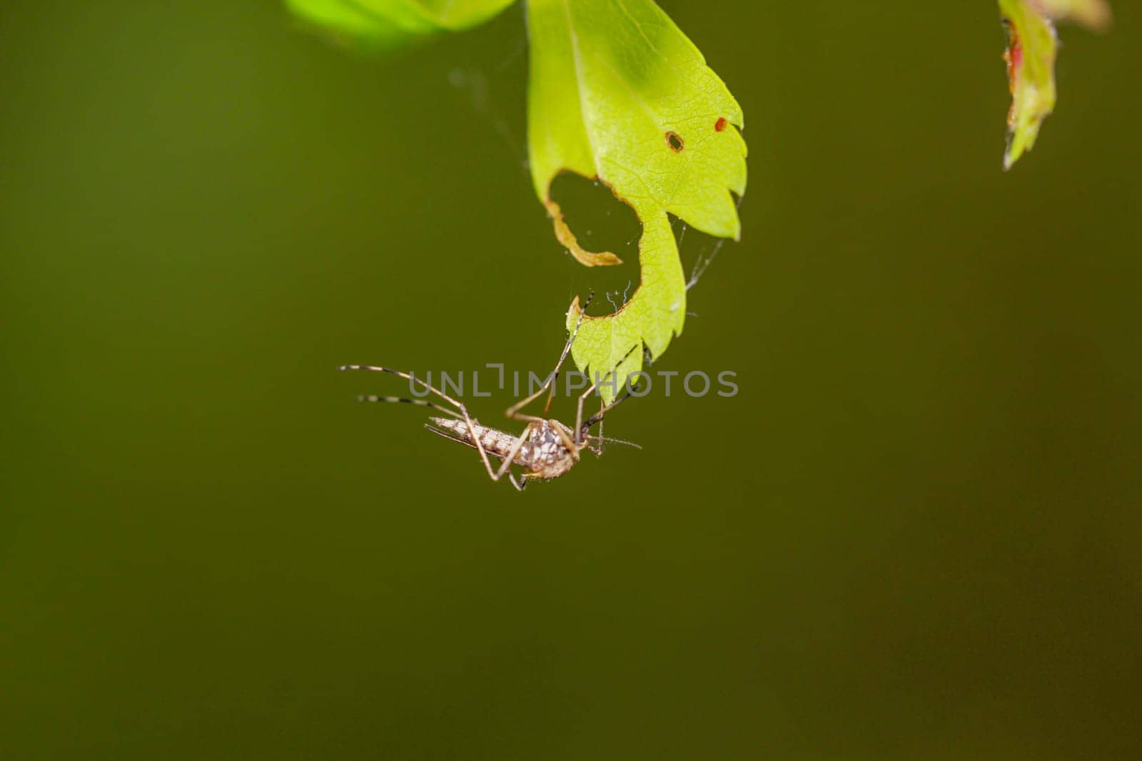A mosquito on a leaf.
