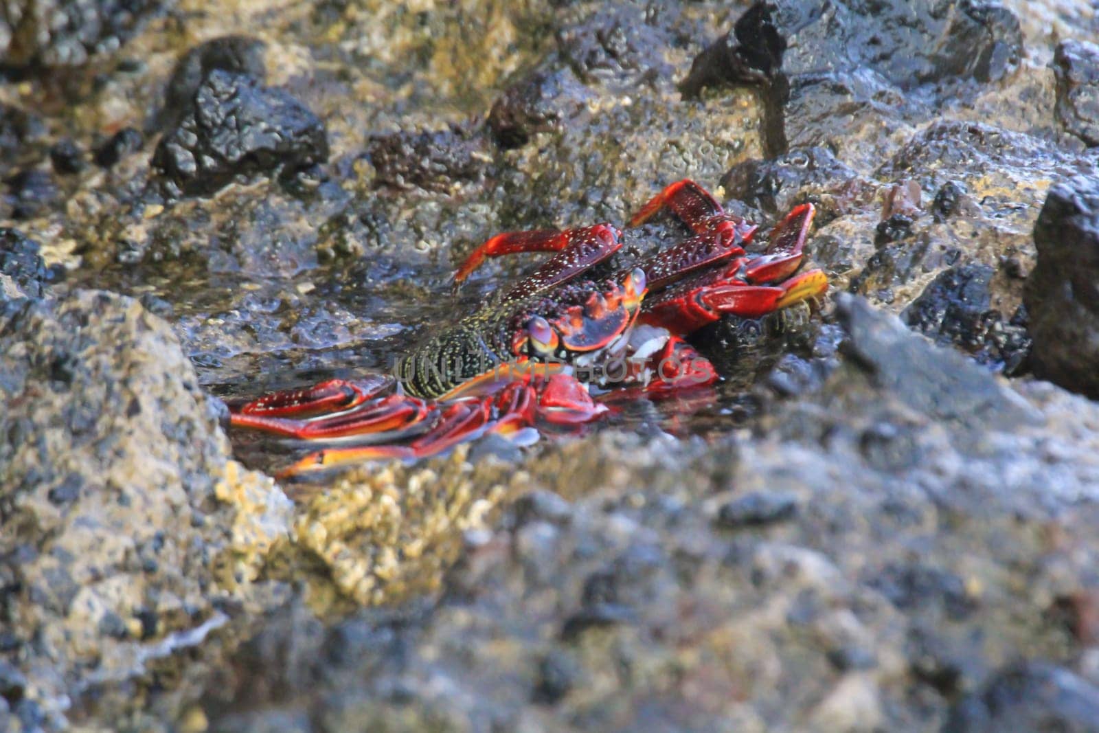 A red cliff crab or red rock crab on a rock by the sea.