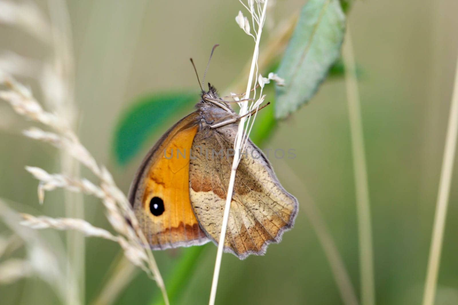 A large ox-eye (Maniola jurtina) on a grass plant.