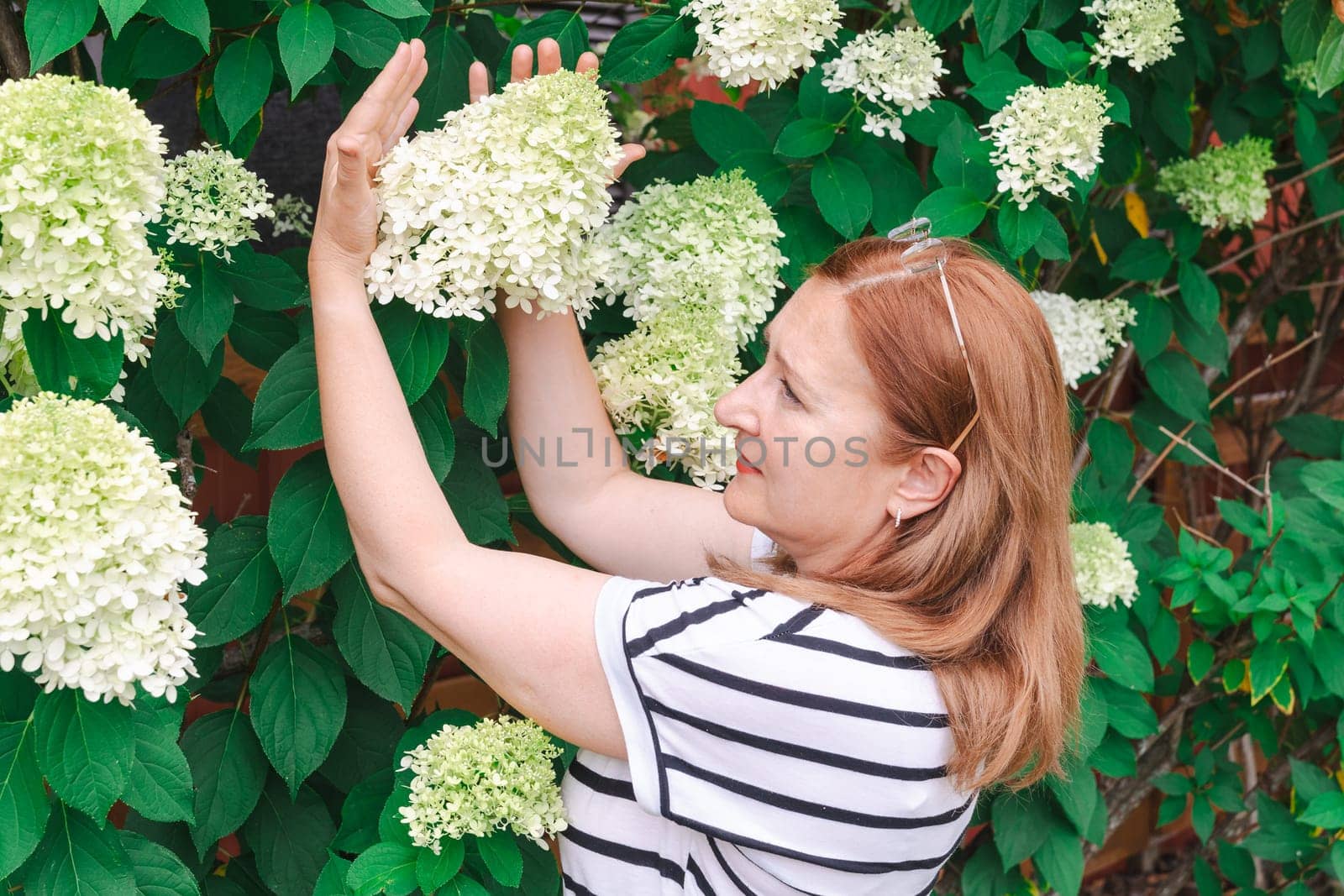 Beautiful mature woman with a  bush of panicle hydrangea in full bloom