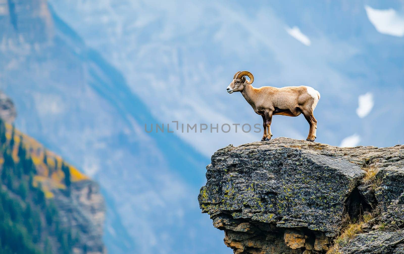 A majestic bighorn sheep stands atop a rocky cliff, silhouetted against a backdrop of distant blue mountains, showcasing the animal's sure-footed nature.
