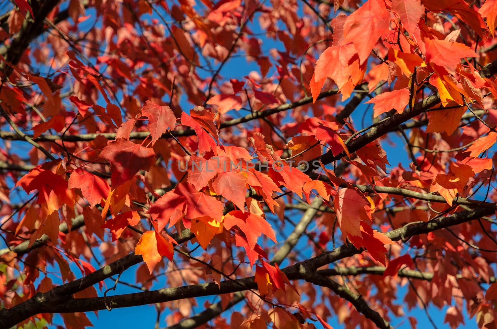 Red autumn maple leaves tree with blue sky background