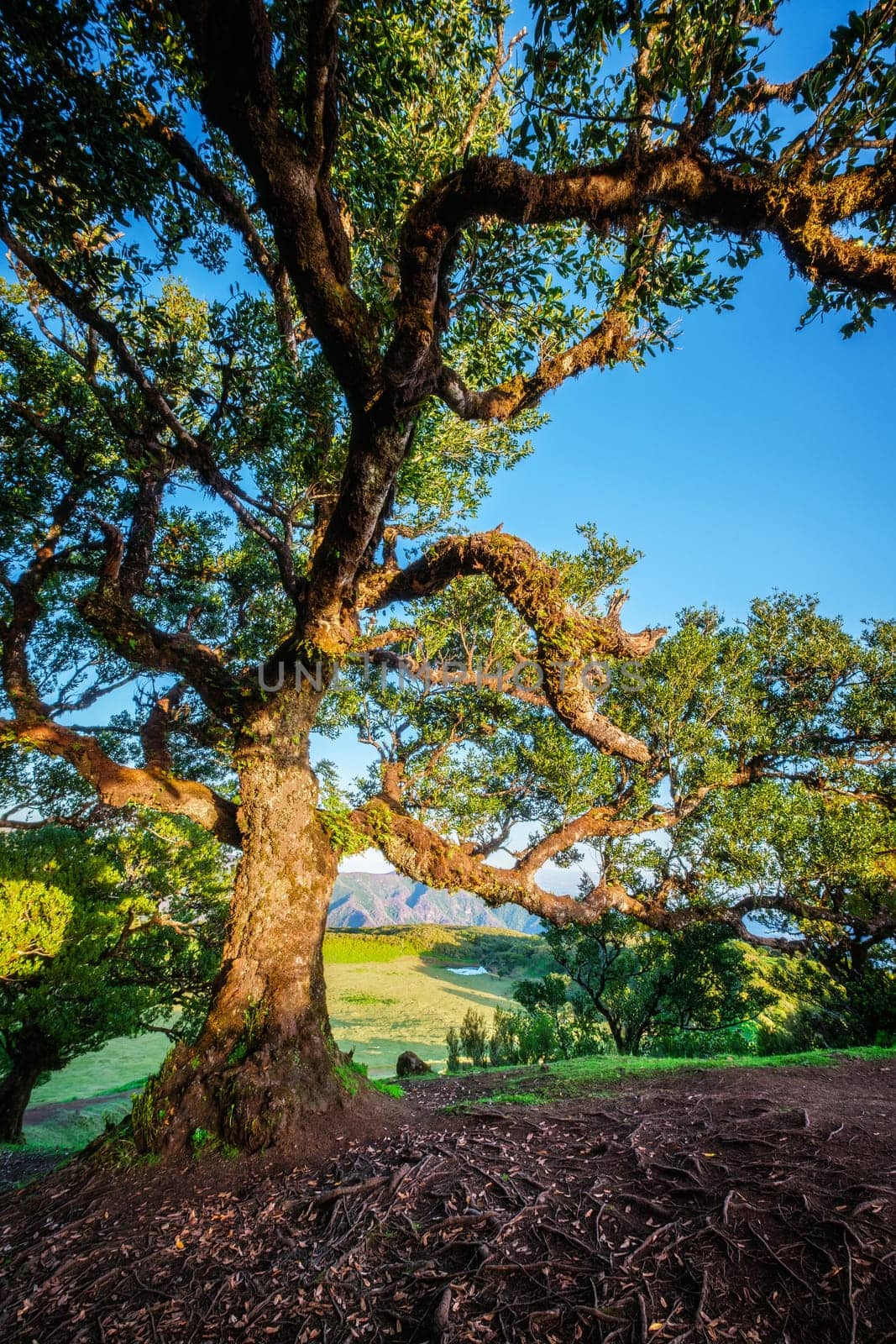 Centuries-old til trees in fantastic magical idyllic Fanal Laurisilva forest on sunrise. Madeira island, Portugal