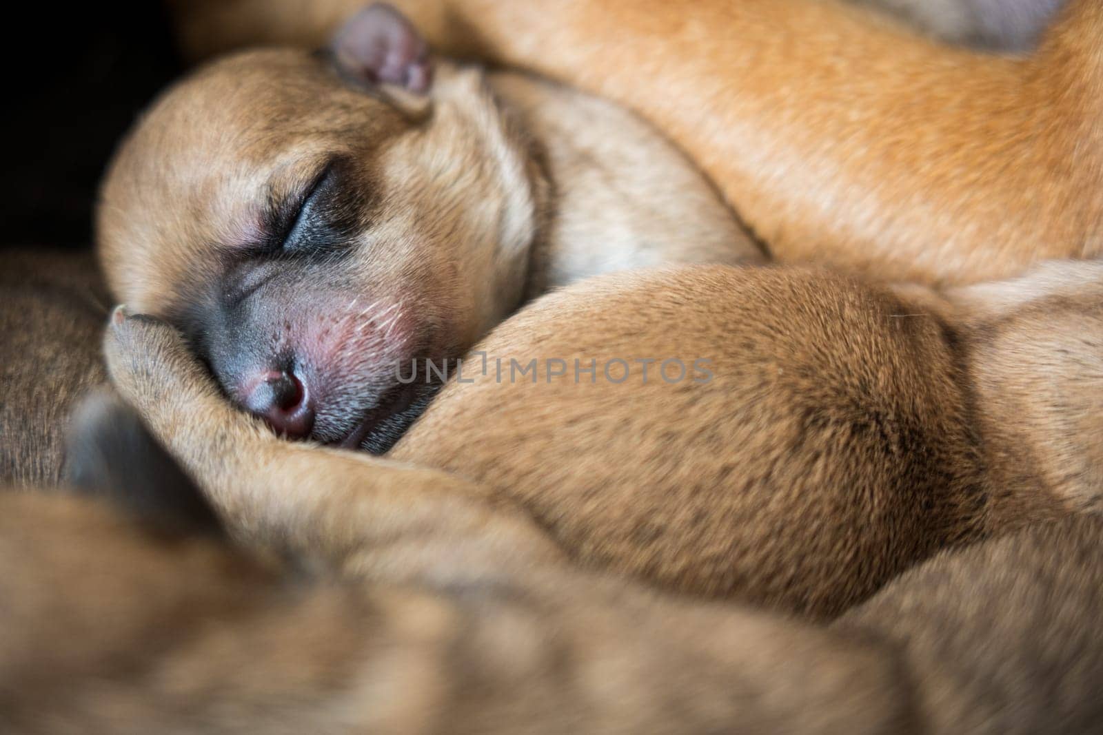 Sleeping newborn brown puppy close-up over fur