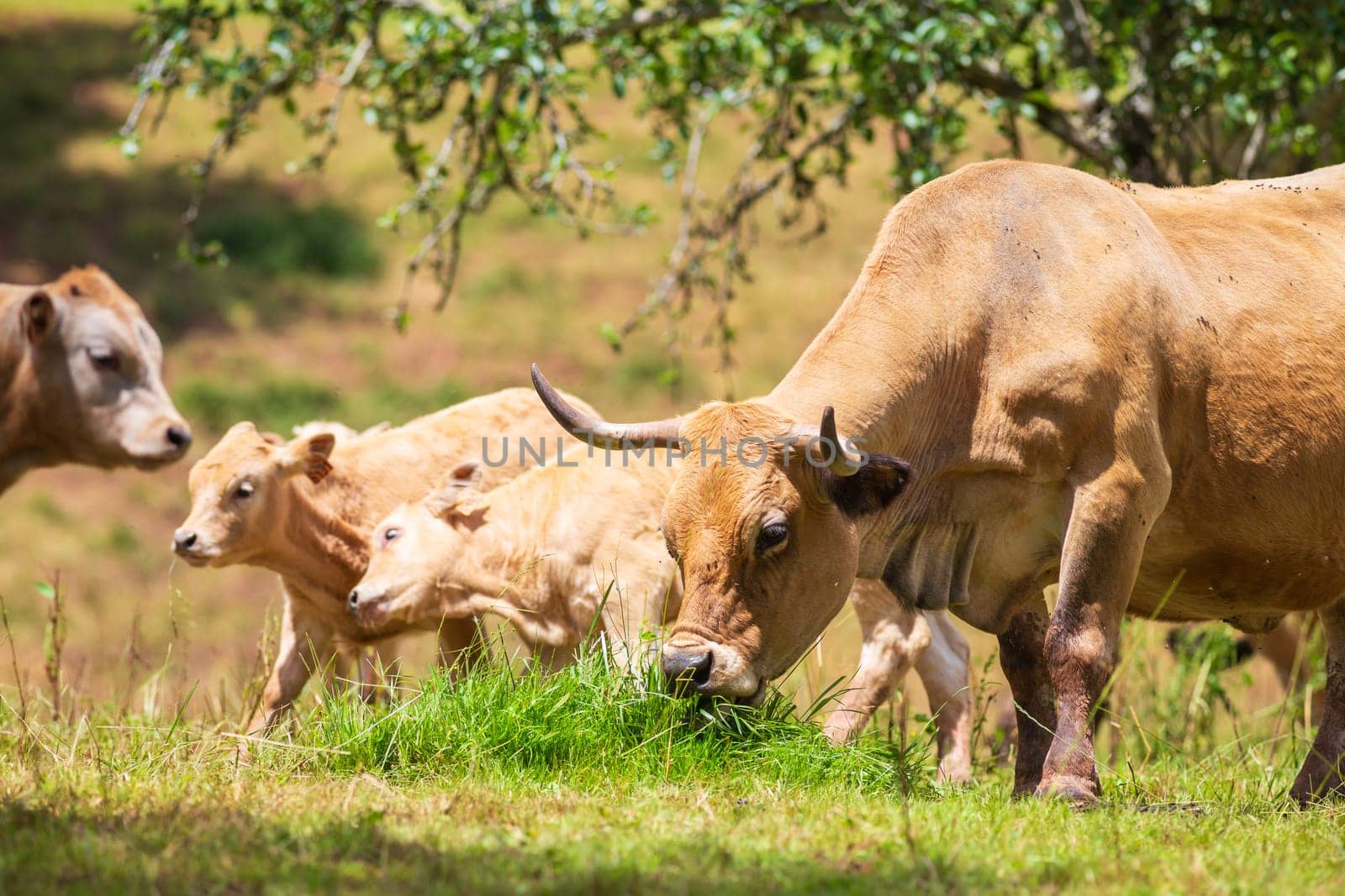 Group of happy Aubrac cows photographed in France in a natural environment
